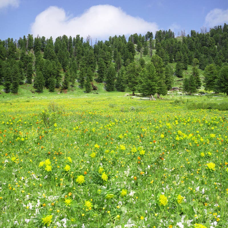 Flowers in high mountains