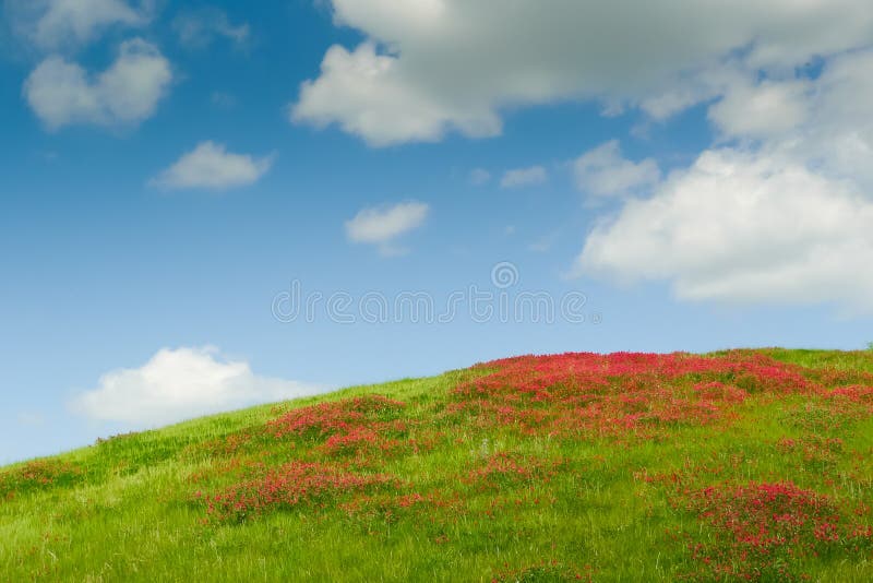 Flowers on the hill stock photo. Image of land, cloud 28668106