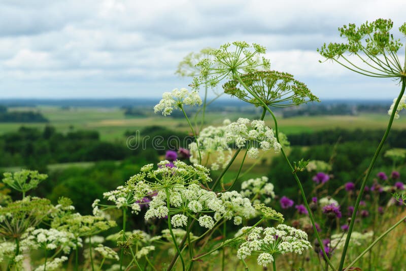 Flowers on the hill stock image. Image of green, cotswold 64809587