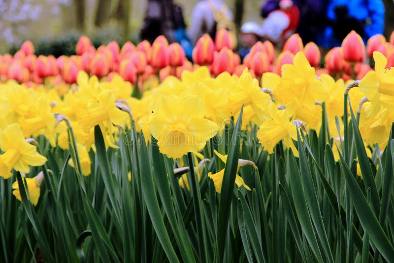 Flowers of Holland stock image. Image of flower, tulip 100051485