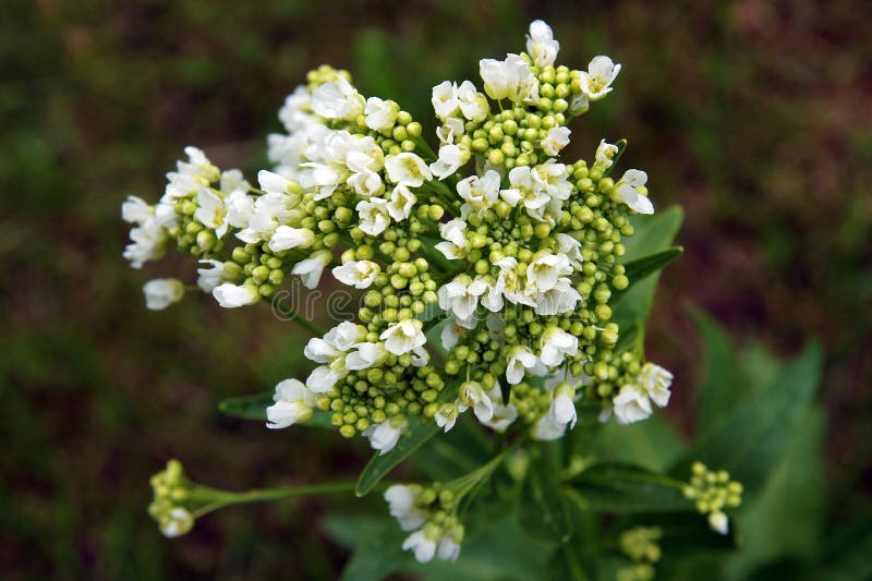Flowers of the horseradish stock photo. Image of inflorescence 136619452