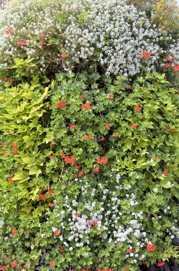 Flowers i spring stock photography