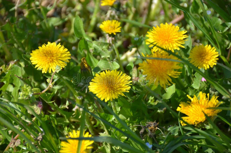 Flowers i spring royalty free stock photography