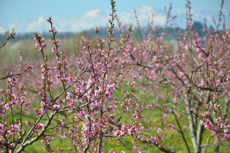 Flowers i spring royalty free stock photo