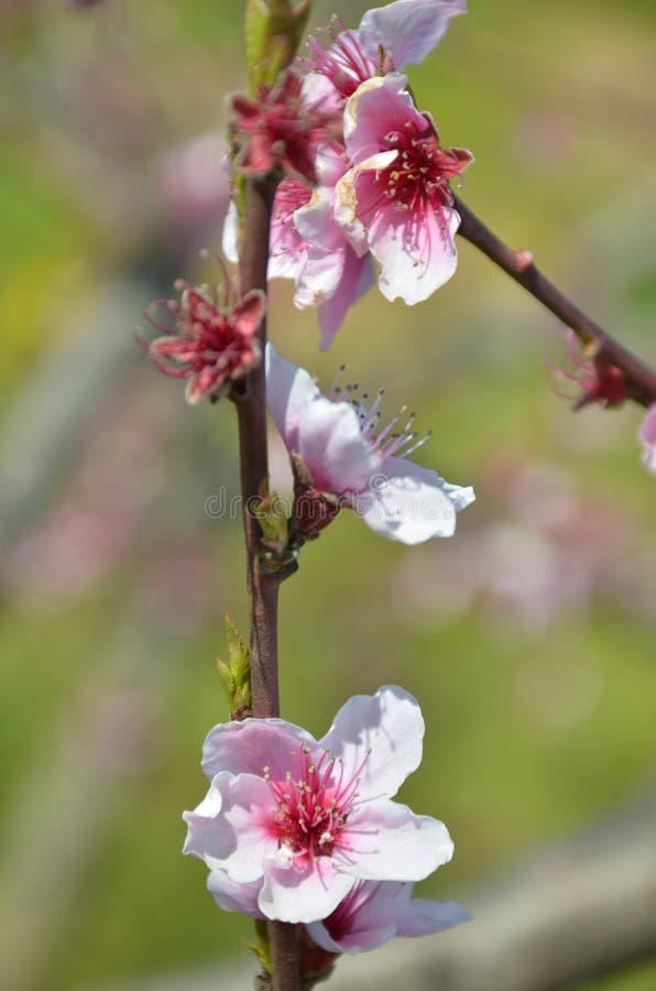 Flowers i spring stock photo