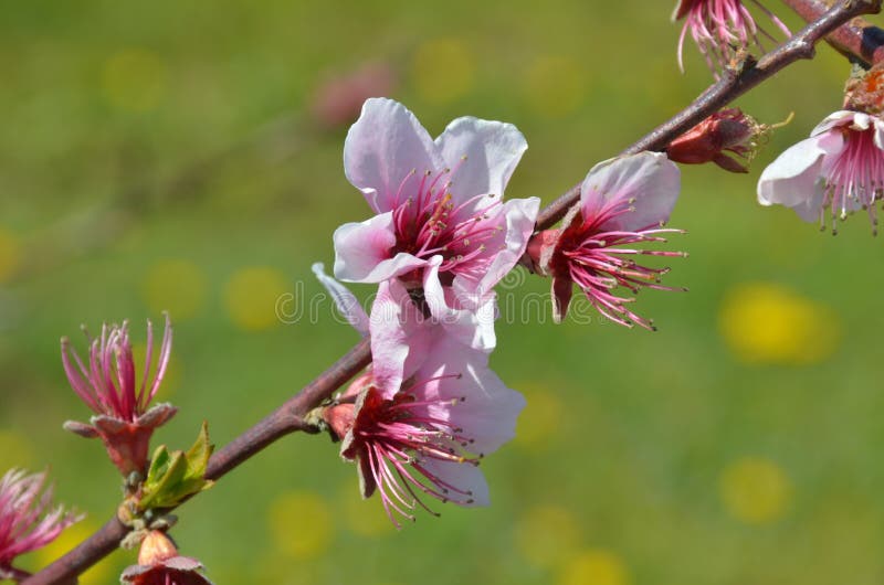 Flowers i spring stock image