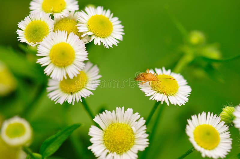 Flowers and insects stock photo. Image of peace, active 10408792