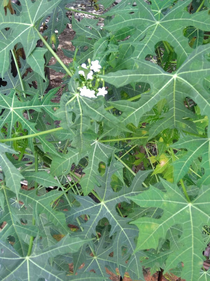 Flowers of the Japanese Papaya Tree or Spinach Tree Stock Photo Image