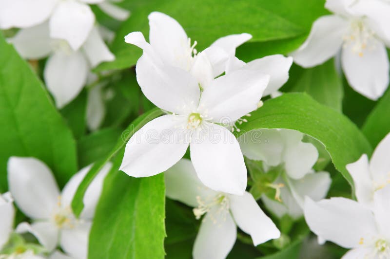 Jasmine Flowers stock photo. Image of vines, jasmine 44151898