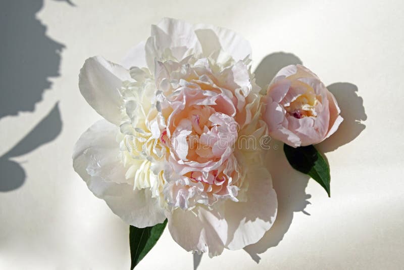 Flowers in June. Peony bud closeup. Delicate white and pink petals. royalty free stock photography Flowers in June. Peony bud closeup. Delicate white and pink petals. royalty free stock photography