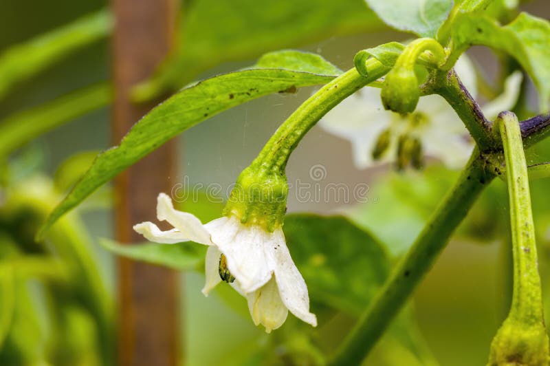 Flowers and Leaves of a Chili Plant Stock Photo Image of mexican