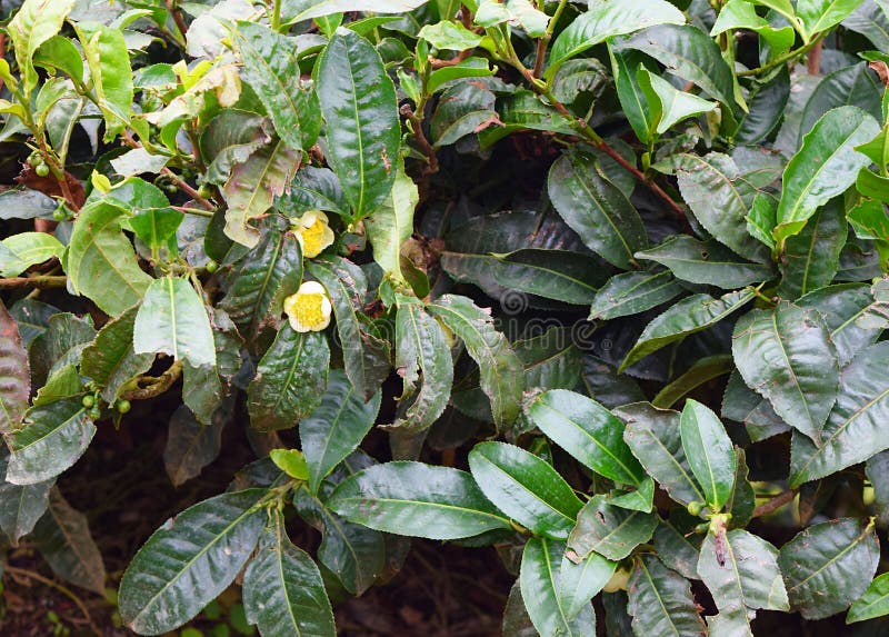 Flowers and Leaves of Tea Plants - Camellia Sinensis - Natural Green Background