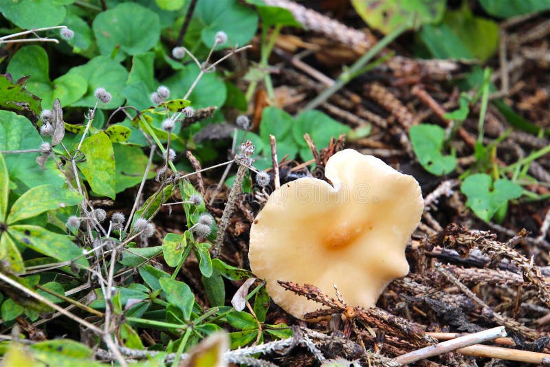 Flowers like forest mushroom royalty free stock images Flowers like forest mushroom royalty free stock images