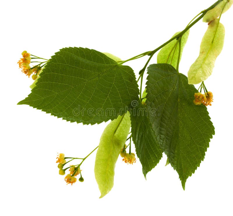 Flowers of linden-tree