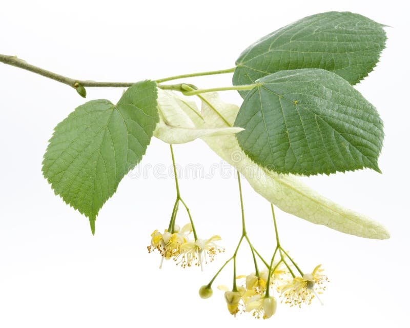 Flowers of lindentree stock photo. Image of green, leaf 9806854