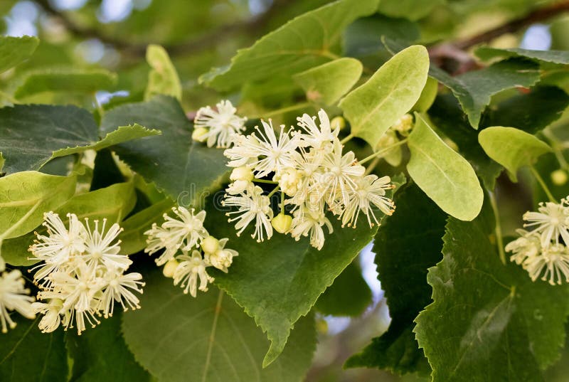 Flowers of the Linden tree stock image. Image of bloom 121483691