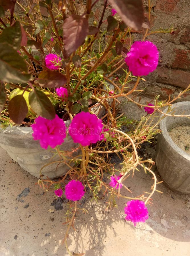 Very Pretty Colorful Roses Close Up Stock Photo Image of asutumn