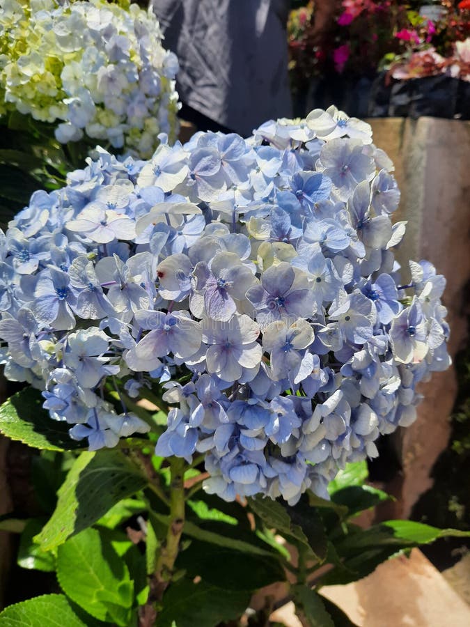 The Flowers Looks Like Butterfly Stock Photo Image of flowers, herb