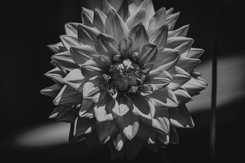 Flowers in macro. stock image. Image