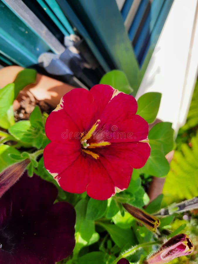 Flowers madeira island stock photo. Image of petal, flower 247135892