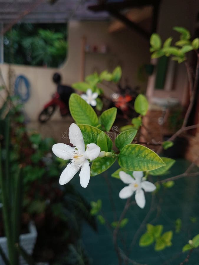 FLOWERS always MAKE PEOPLE BETTER Stock Photo Image of nature, petal