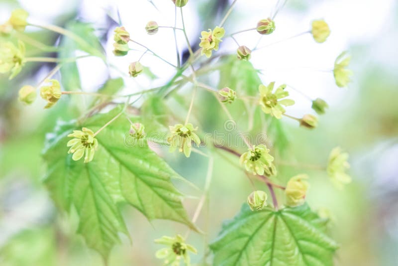 Flowers of a maple tree stock photo. Image of bright 91234342