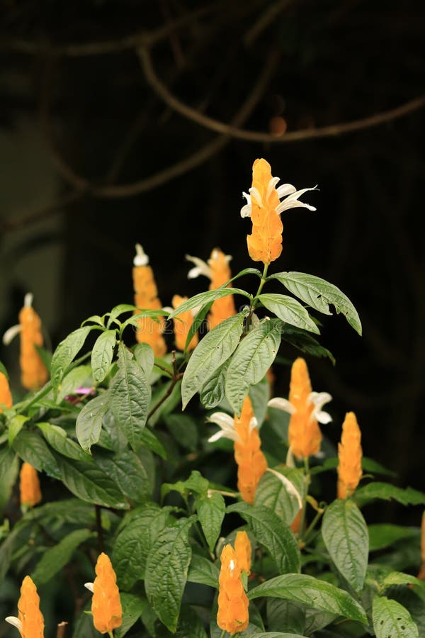 Flowers of May in a Garden stock photo. Image of leaves 85752366