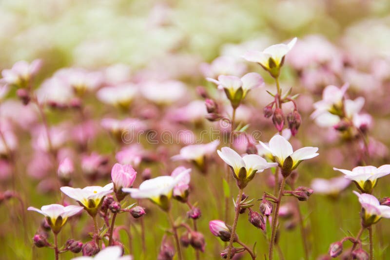 Flowers in the meadow stock image. Image of plant, garden