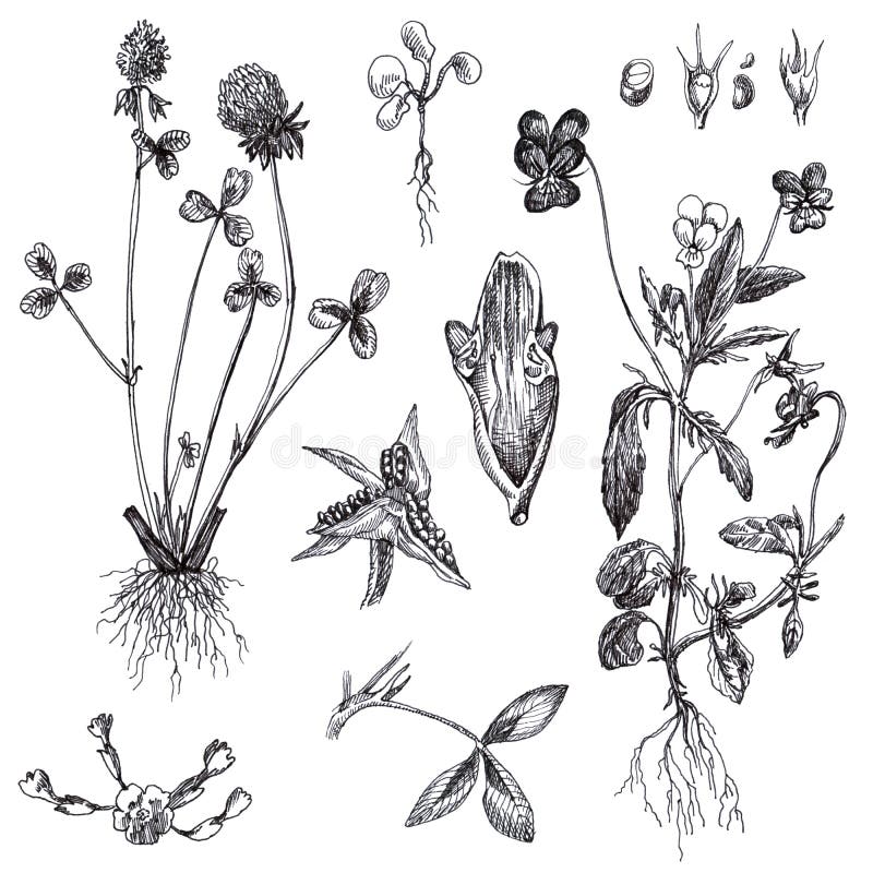 Flowers and Medicinal Herbs Stock Illustration Illustration of lawn