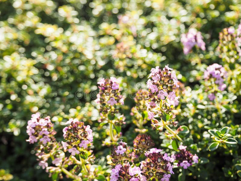 Flowers Medicinal Plants Thyme. Blooming Thyme. Stock Photo Image of