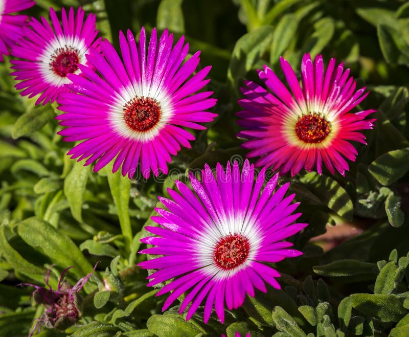 Flowers of the mesembriantenum, they are also called crystal grass. royalty free stock images