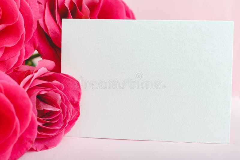 Flowers mock up congratulation. Congratulations card in bouquet of pink red roses on pink background. White blank card with space