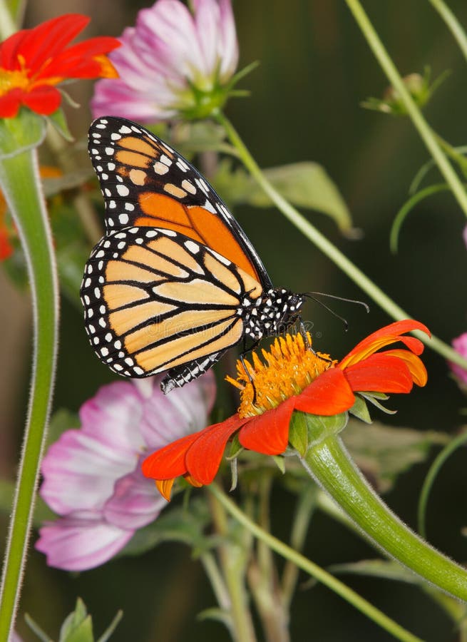 Flowers And Monarch Butterfly