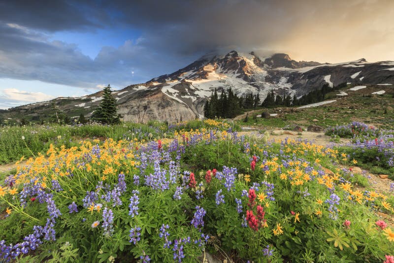 Flowers and mountain at Mt. Rainier National Park Washington