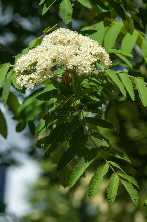 Blossoming Branch Of The Black Mountain Ash Stock Image Image of