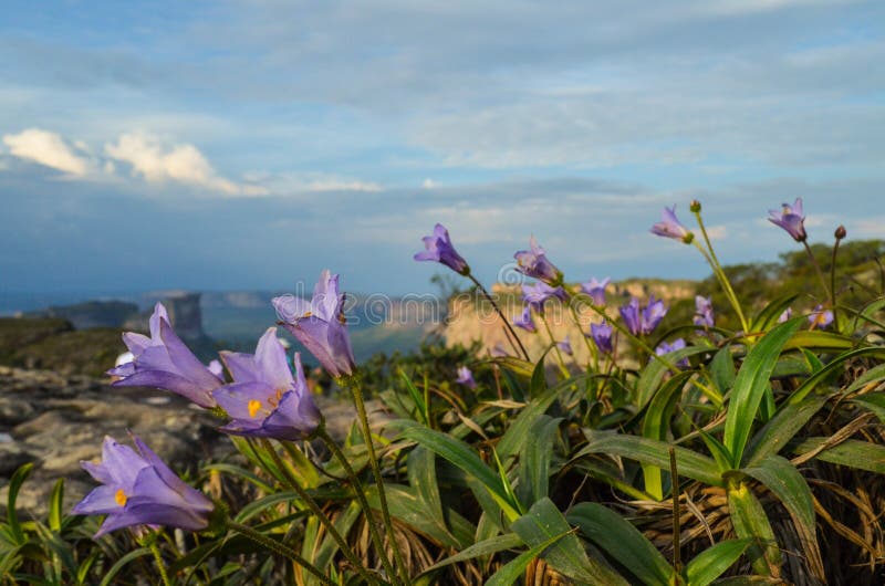 Flowers on the mountain royalty free stock image Flowers on the mountain royalty free stock image