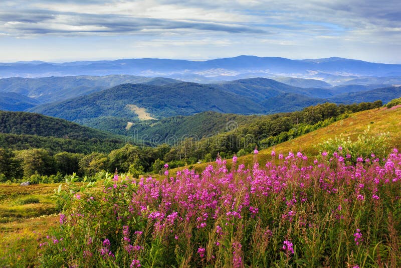 Flowers on a Mountain Hillside Stock Image Image of blossom