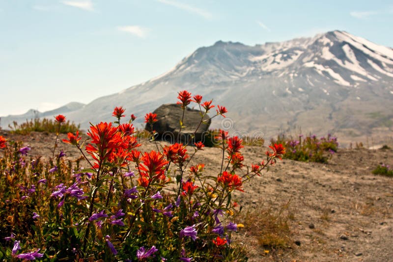Flowers of Mountain St. Helens Stock Photo Image of flowers, nature