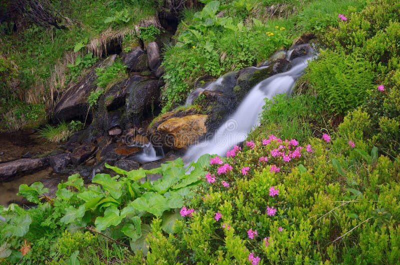 Flowers By A Mountain Stream Stock Image Image Of Flora Plant 39014407