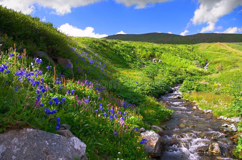 Flowers and mountains.