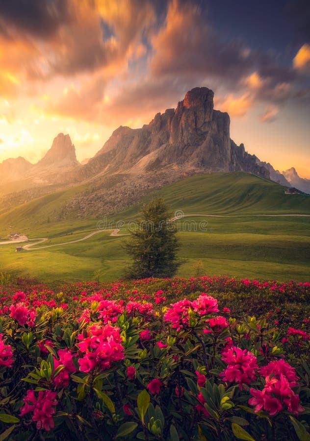 Flowers and mountains