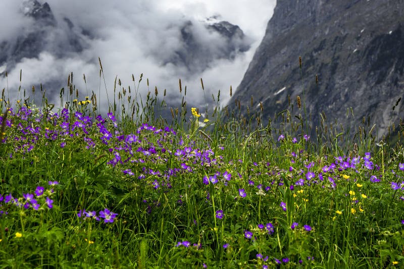 Flowers On The Mountainside Stock Image Image Of Wild Grindelwald