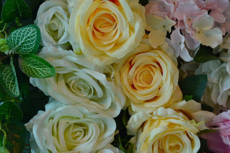 The flowers are a multi-colored rose. Beautiful and fake flowers royalty free stock image