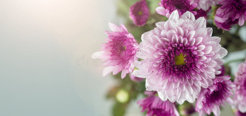 Flowers with Multi-layered Petals, Chrysanthemum Pink Flower. Closeup ...