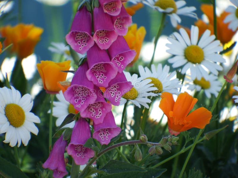 Flowers stock photo. Image of plant, multiple, tulip 245110670