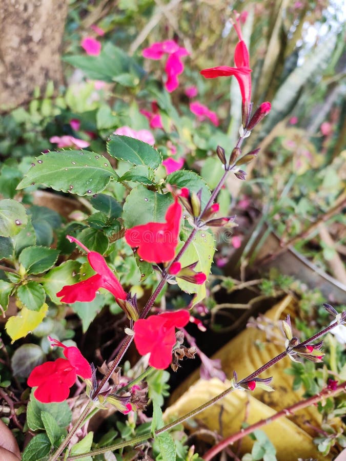 Flowers name unknown stock photo. Image of name, unknown 165985158