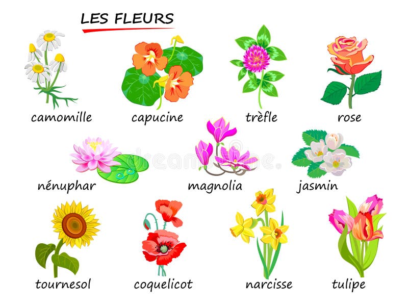 Featured image of post Different Types Of Flowers Drawing With Names - Learn the useful list of over 50 popular flower names in english with example sentences and esl printable infographic.