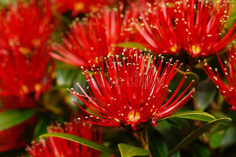 Rata flowers growing at Otira Gorge