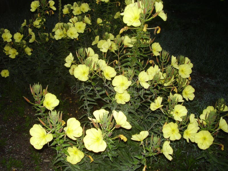 Flowers in the Night, Night Bloom, Stock Image Image of flowers, tonight 116525933