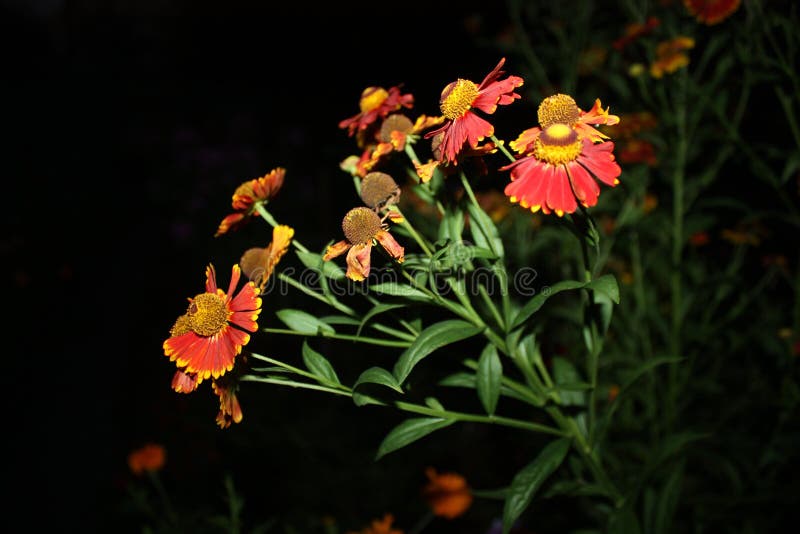 Flowers at night stock photo. Image of night, nature 93259038